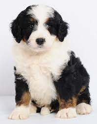 Minibernedoodles Bernedoodle Puppies Mini Bernedoodle