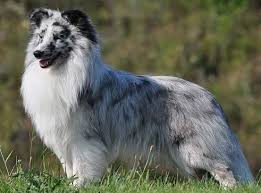 Shelties have a double coat, which means that they have two layers of fur that make up their coat. The 5 Sheltie Colors In Pictures Sheltie Planet