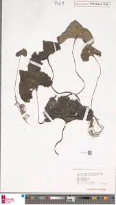 Image result for Globimetula anguliflora