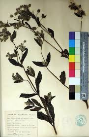 Image result for Trichodesma zeylanicum