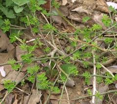 Image result for Indigofera roseo-caerulea