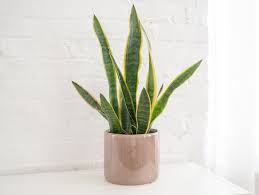 Snake plant is a tropical plant that can die in temperatures consistently lower than 50 f or if you get wintery frost. V7cw5sans3sddm