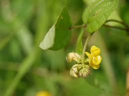 Image result for Vigna reticulata