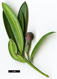 Image result for Podocarpus latifolius