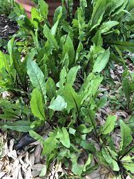 Maybe you would like to learn more about one of these? Dandelions Are Edible Dallas Garden Buzz