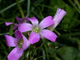 Image result for Oxalidaceae