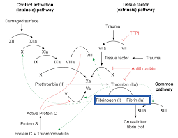 Image result for Fibrinogen