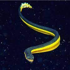 Yellow Bellied Sea Snake Sea Snake Ocean Dwellers Sea Creatures