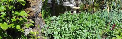 Image result for Leonotis myrothamnifolia