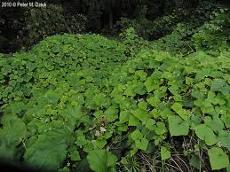 Image result for Sicyos