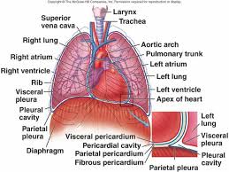 Cardiovascular System I Heart Thoracic Cavity Human Anatomy Systems Cardiovascular System