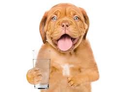 Much like humans, dogs and puppies get hiccups occasionally. Dog Hiccups Why They Happen And How To Handle Them