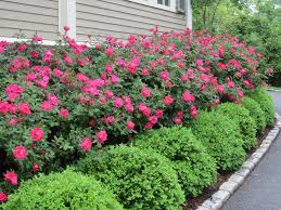 Cut back your roses extensively at the beginning. Pin On Garden Hedges