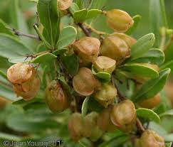 Image result for Gymnosporia tenuispina