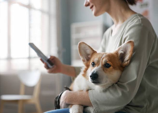 7 Reasons to Choose a Mobile Vet for Your Pet