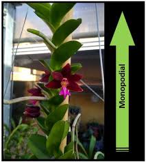 Image result for Jumellea usambarensis