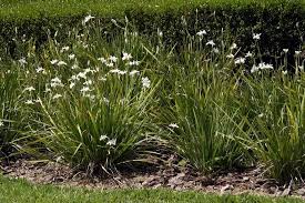 Dietes Iridioides African Iris Fortnight Iris Sun Ps 2 Blooms In Spring And Sometimes Year Round Avg Moist Soil African Iris Dietes African Violets
