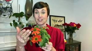 Maybe you would like to learn more about one of these? Cottage Farms 4 Piece Artisan Orange Coneflower Live Plants On Qvc Youtube