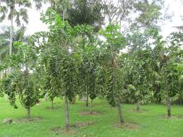 Image result for Aiphanes horrida