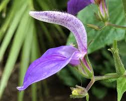 Image result for Brillantaisia owariensis