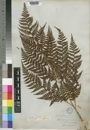 Image result for Arachniodes webbiana