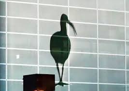 Country nights & city lights. Riverina Country Night Lights Projections National Science Week