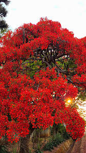 Image result for Pteleopsis anisoptera