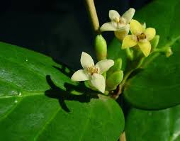 Image result for Pyrostria