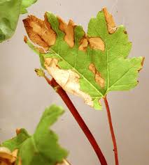 There are hundreds of japanese maple varieties that come in various sizes with a large assortment of leaf shapes and colors that range from shades of green to orange, red, purple, and variegated. Maple Acer Spp Leaf Scorch Pacific Northwest Pest Management Handbooks