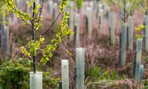 After you've carefully prepared the hole, place the tree gently into its new home. Tree Planting In England Falls 71 Short Of Government Target Trees And Forests The Guardian
