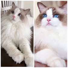Kittens comes with tica registration, shots, a 1 year genetic health guarantee, a gift bag for the kitten, and a 1 page contract. Ragdoll Kitten Ragdoll Rassekatzen Katzen Haustier Anzeiger