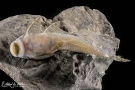 Image result for Isoglossa punctata