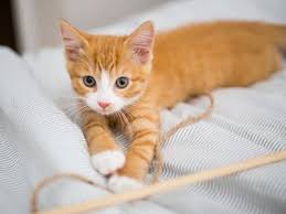 If your kitten's pain doesn't seem to be improving or seems to be worsening, take him to the vet. Kitten Development From 3 To 6 Months