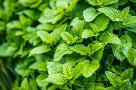 Les potées vendues bien garnies sont des bouquets de plusieurs plants semés ensemble. 5 Plantes Qui Repoussent Les Moustiques
