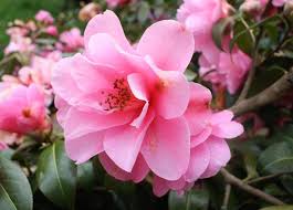 Sa floraison estivale se prolonge jusqu'en septembre par de jolies fleurs bleue claires au travers un feuillage vert, foncé et persistant. 6 Arbustes A Fleurs Roses Toute L Annee Jardiner Malin