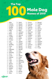 If you like our video, then please don't forget to subscribe. Top 100 Most Popular Dog Names In 2020 Rover Com Dog Names Puppy Names Popular Dog Names
