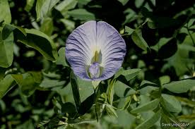 Image result for Clitoria