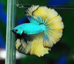 Green Mustard Dragon Betta Love The Vibrant Turquoise Body One Of The Most Eye Catching Because The The Lemon Yellow Fin Betta Fish Types Betta Fish Pet Fish