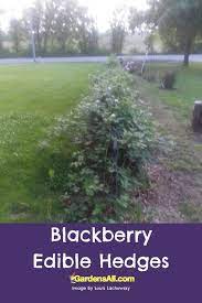 It produces white flowers in spring and bright red fruits in late. Edible Hedges For Privacy And Food Eat That Hedge Gardensall
