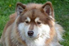 Hilla Ja Hippi Soutajan Ke Northern Snow Dogs Spitz Huskies Laikas Mals Sams Shibas Akitas Innuits Tams Eurasiers Lapphunds Elkhunds Reindee