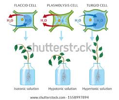 This pressure or turgidity is caused by the osmotic flow of water from. Shutterstock Puzzlepix