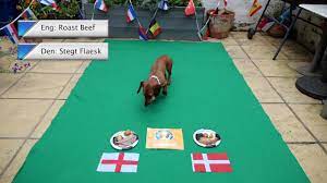Euro 2020 Psychic Sausage Dog Says English Roast Will Beat Danish Stegt Flaesk Youtube