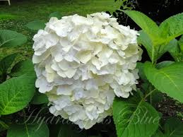 Aug 06, 2021 · 2 gal. Watching This White Hydrangea Flower Turn Green Hydrangeas Blue