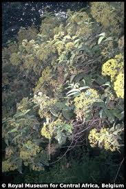 Image result for Harungana montana