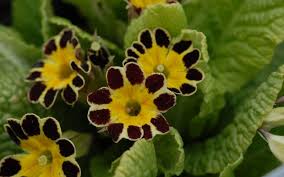 Our vision to bring together the maturity and dedication of experienced professionals with organisations who want to leverage the wealth of knowledge these professionals bring. Primula Elatior Hybr Victorian Laced Primroses Gesaumte Primel