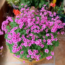 Image result for Oxalis obliquifolia