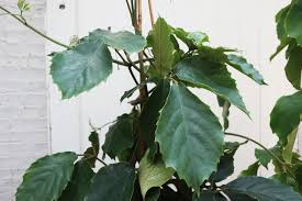Image result for Tetrastigma