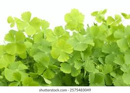 Image result for Marsilea minuta