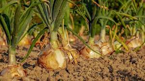 Khasiat bawang lanang sangat banyak, yang paling banyak merasakan khasiatnya adalah untuk menurunkan kolesterol dan melancarkan peredaran darah. 5 Manfaat Daun Bawang Yang Jarang Diketahui Salah Satunya Mencegah Kanker