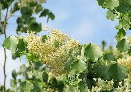 Image result for Dalbergia fischeri